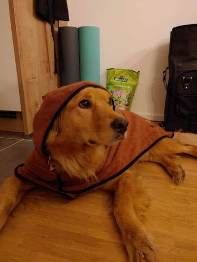 Zeige das lustigste Bild eures Hundis-Beitrag-Bild