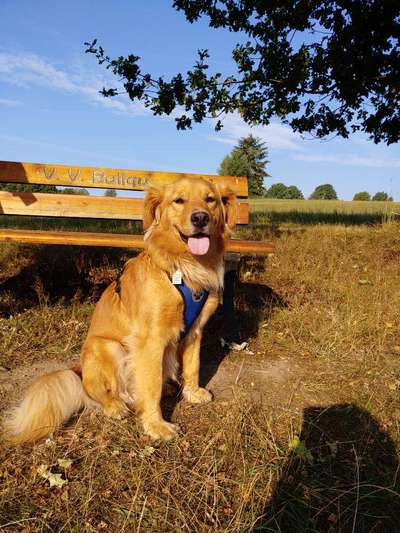 Fotochallenge No. 26                                     Wald und Wiese-Beitrag-Bild