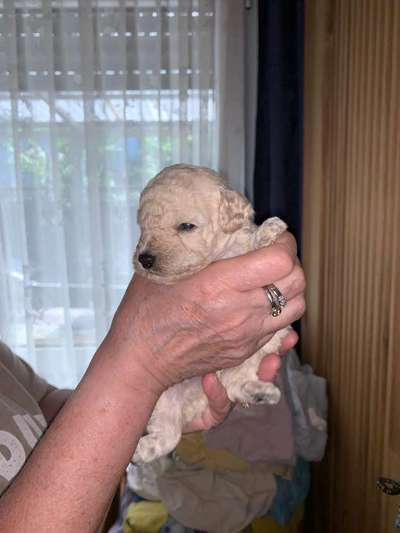 Welpen Bilder !-Beitrag-Bild