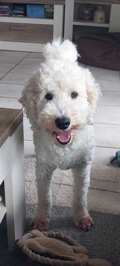 Welpen Bilder !-Beitrag-Bild