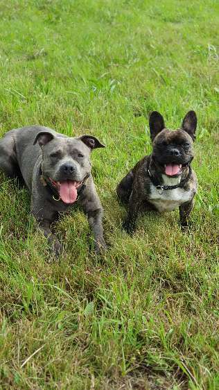 Zeigt mal die schönsten Bilder von euren Hunden !-Beitrag-Bild