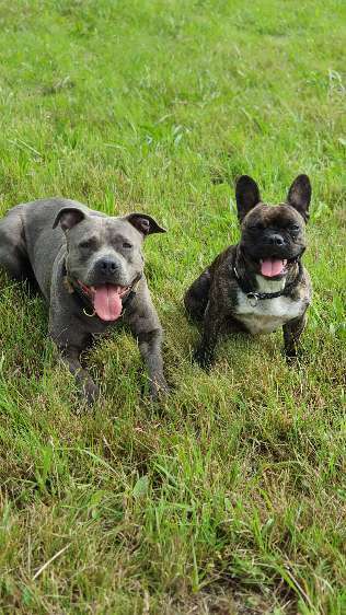 Zeigt mal die schönsten Bilder von euren Hunden !-Beitrag-Bild