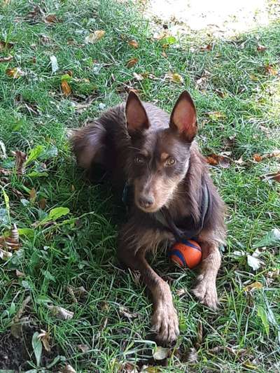 Hundetreffen-Podenco-Treffen in Kamen-Bild