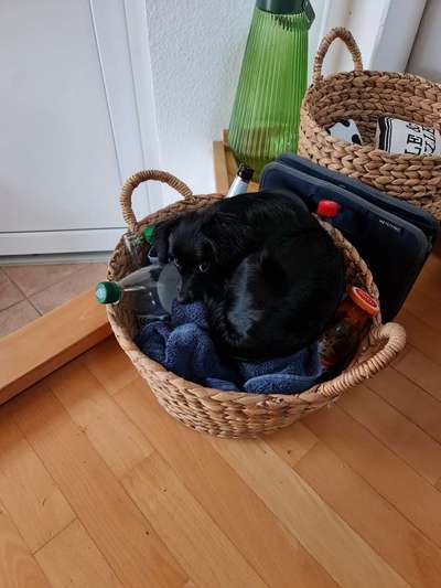 Challenge Nr 14
Eure Fellnasen auf ihrem Lieblingsplatz-Beitrag-Bild