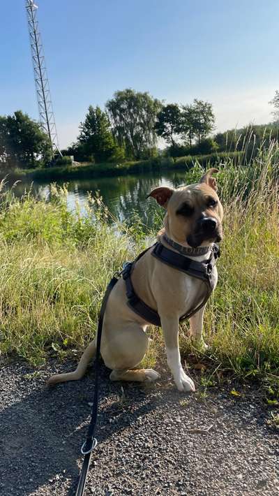 Hundetreffen-Gemeinsame Gassirunde 🐶-Bild