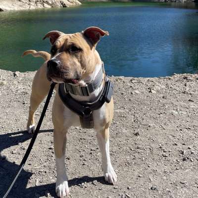 Hundetreffen-Gemeinsames Hundetraining-Bild