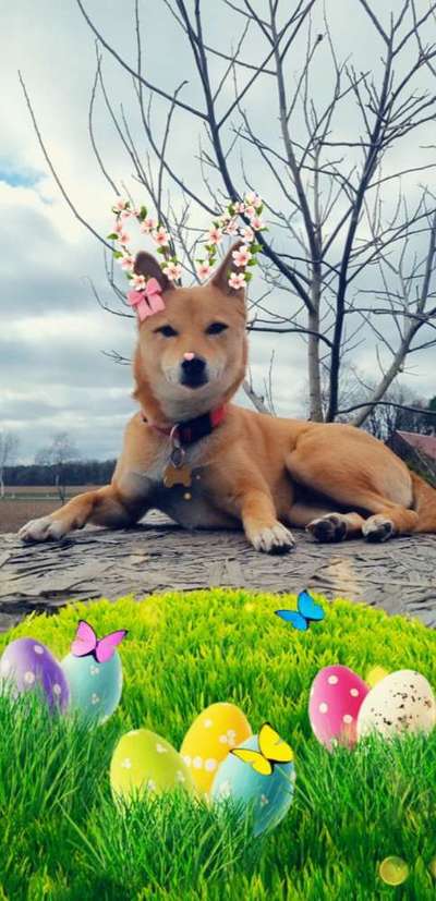 Challenge 23 : "  Euer Hund beim Frühlingserwachen "-Beitrag-Bild