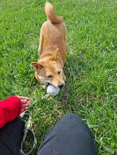 Fotochallenge No. 26                                     Wald und Wiese-Beitrag-Bild