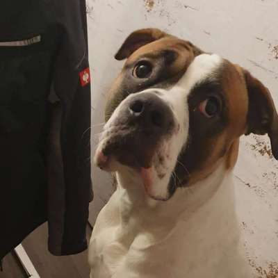 Hundetreffen-Suche kumpels-Profilbild