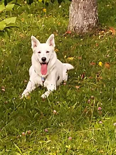 Weißer Schweizer Schäferhund-Beitrag-Bild