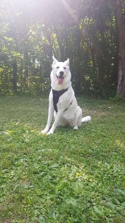 Gibt's hier noch mehr Border Collies???-Beitrag-Bild