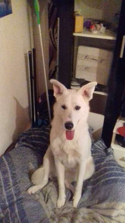 Hilfe bei der Rassebestimmung-Beitrag-Bild