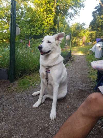 Gibt's hier noch mehr Border Collies???-Beitrag-Bild