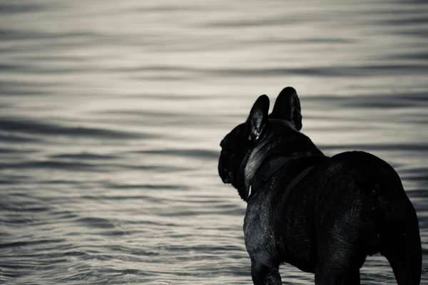 Dogorama-Monats-Challenge-Mai "Wasser"-Beitrag-Bild