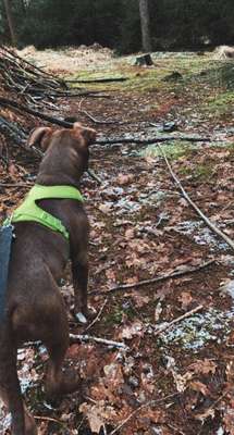 Hundeauslaufgebiet-Midlumer Wald-Bild