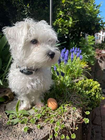 Mischlinge raten - Rätselspaß-Beitrag-Bild