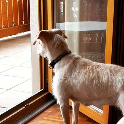 Hund frisst nicht während Quarantäne.-Beitrag-Bild