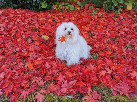 11. Farben Foto Challenge Rot-Beitrag-Bild