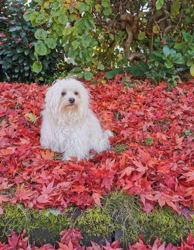 26. Farben Fotochallenge "Herbstfarben"-Beitrag-Bild