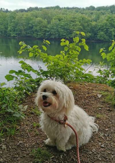 Handy Foto Challange Nr. 46  Happy Dog-Beitrag-Bild