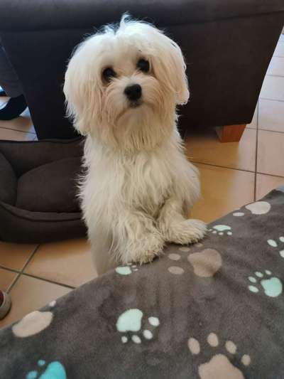 45. Handy - Foto - Challenge-Beitrag-Bild