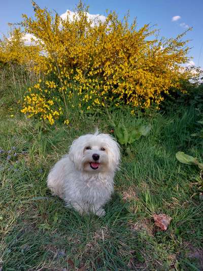 Havaneser-Beitrag-Bild