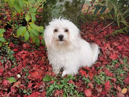 Herbst Bilder-Beitrag-Bild