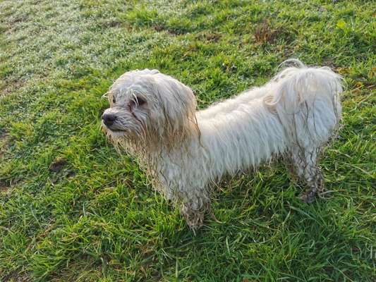 dirty Dog-Beitrag-Bild