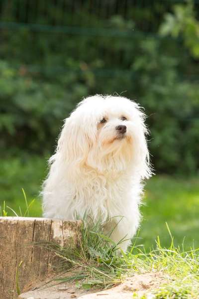 Havaneser-Beitrag-Bild