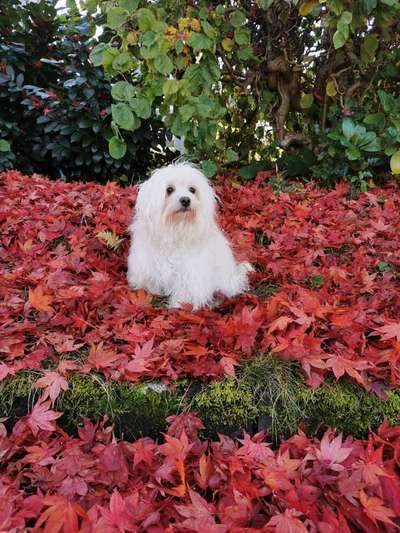 1. Fotochallenge Collagen - 4 Jahreszeiten-Beitrag-Bild