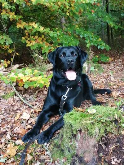 Labradorfans-Beitrag-Bild