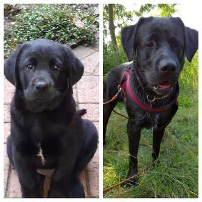 Zeigt her eure Labbis!-Beitrag-Bild