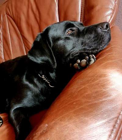 Foto's und Hundemodels-Beitrag-Bild