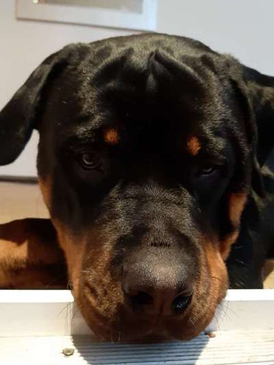 Fotochallange Nr. 57     PORTRÄT.   Beendet!!!!!!!!-Beitrag-Bild