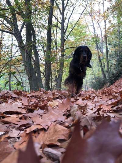 Foto -Challenge  Thema : Dein Hund Im Wald-Beitrag-Bild