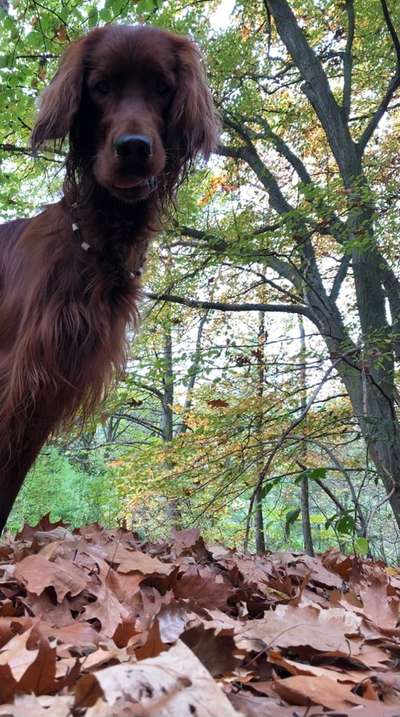 Foto -Challenge  Thema : Dein Hund Im Wald-Beitrag-Bild