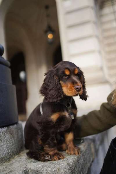 Hundetreffen-Welpentreffen Bruchköbel / Hanau / Erlensee-Bild