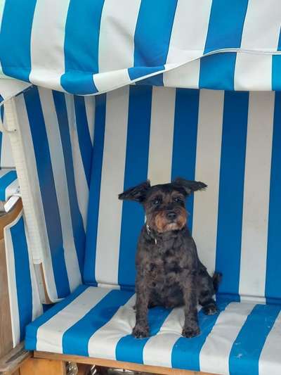 16. HANDYFOTO-CHALLENGE

Mein Hund das Arbeitstier:🐕-Beitrag-Bild