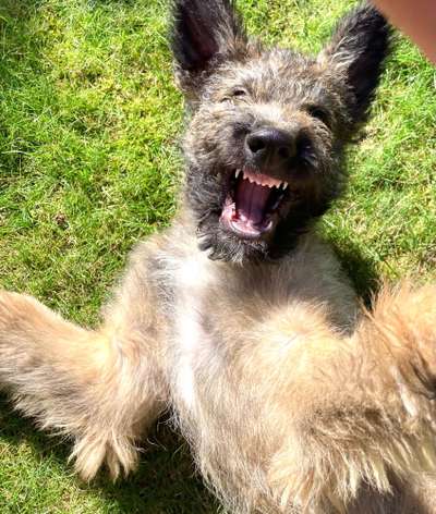 Die Dogorama Kalender Challenge Titelbild-Beitrag-Bild