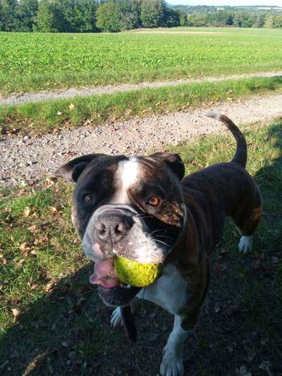 Hundetreffen-Trainingspartner mit Spaß und guter Laune-Bild
