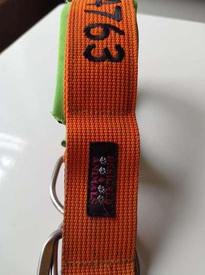 Breites, gepolstertes Halsband gesucht-Beitrag-Bild