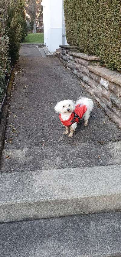 Braucht mein Hund einen Pulli/ Mantel?-Beitrag-Bild