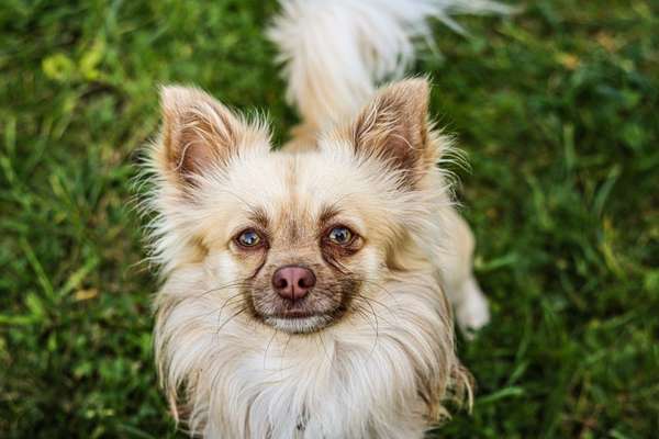 Fotochallange Nr. 57     PORTRÄT.   Beendet!!!!!!!!-Beitrag-Bild