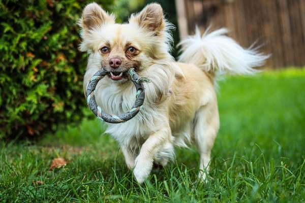 Hundetreffen-Spielrunde in Regnitzlosau-Bild