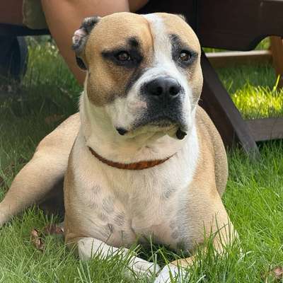 Hundetreffen-Apollo sucht Komplizen auf vier Pfoten 🐾-Bild