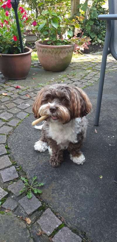 Havaneser dabei?:)-Beitrag-Bild