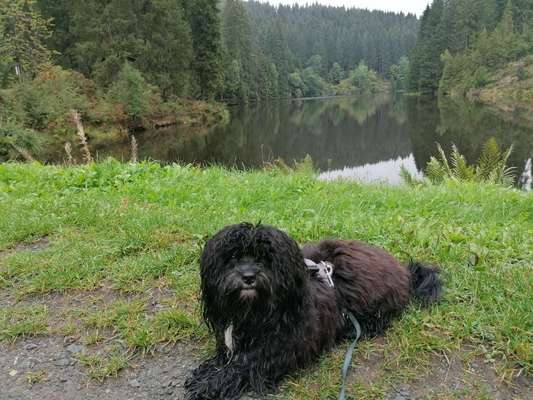 Black dogs are beautiful-Beitrag-Bild