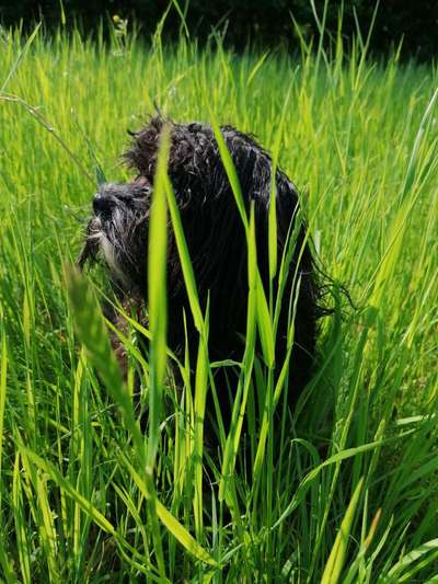 5. Hund im hohen Gras-Beitrag-Bild