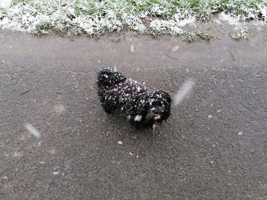 Dogorama Photo Challenge - Winterstimmung-Beitrag-Bild