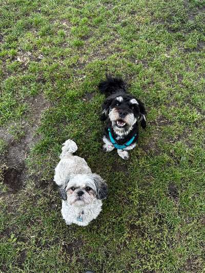 Hundetreffen-Shih Tzu oder Hunde bis 8kg-Bild